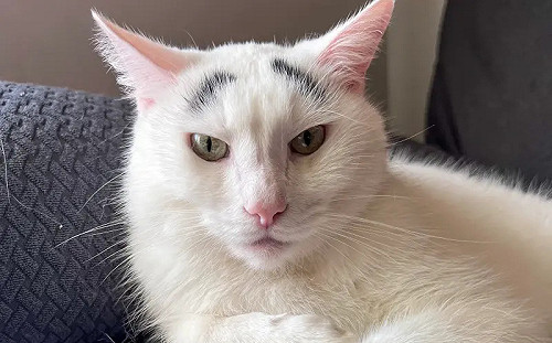 白貓撞臉兩津勘吉！超濃眉毛成招牌