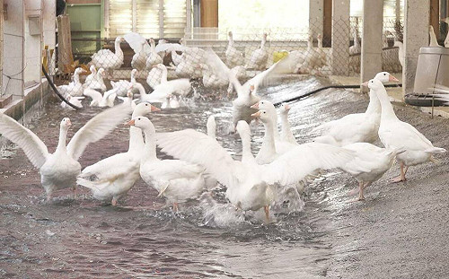 太陽光電養鵝新模式！農村水保署協助媒合 發展循環農業