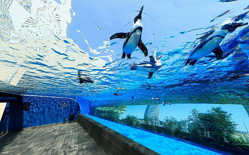 暑假日本避暑好去處！東京三大特色水族館 特效海豚秀超特別