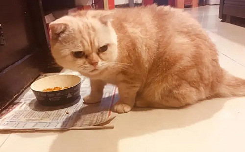 喵星人不出門免打疫苗？台中12人收3萬罰單