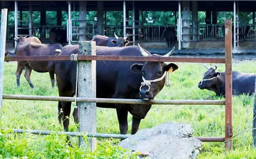 李登輝遺志傳承！源興牛獲新品種登記 拓寬台灣肉牛市場