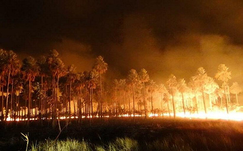 乾旱減少降雨  巴西大沼澤火災遽增974%
