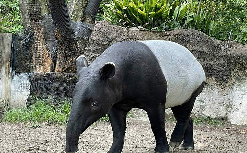 馬來貘「英雄」抵台不幸死亡！北市動物園解剖曝死因