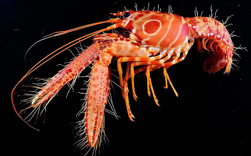 台灣第一人！海大教授陳天任獲國際甲殼類研究最高榮譽