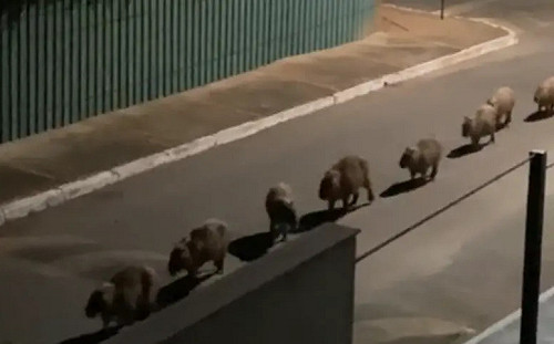 水豚家族凌晨3點夜行軍！超Q模樣讓全球淪陷