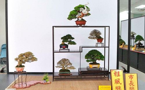 小品盆栽雅風展圓滿落幕 展覽主委彭冠今：推動盆栽藝術國際化