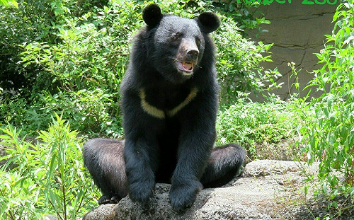 10/19和野生動物一起跑步！台北動物園公益路跑  6/21手刀報名去
