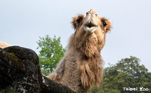 不敵關節老化！北市動物園26歲元老級駱駝「玉葉」昨日上午死亡