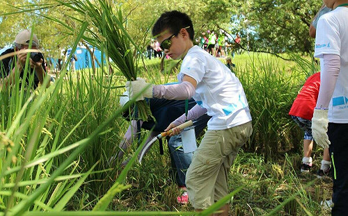 「2024新北濕地割稻趣」8月份2梯次  7/9開放報名