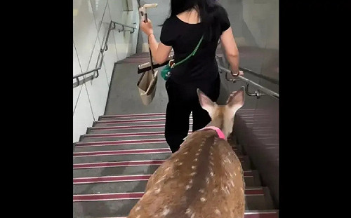 台北捷運出現梅花鹿！沒牽繩乖巧走下樓梯