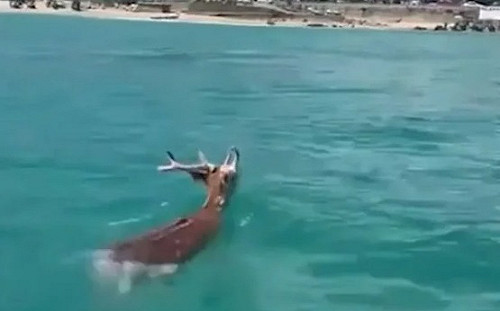 墾丁梅花鹿海上游泳掀熱議　墾管處推測：可能被流浪狗追到海上