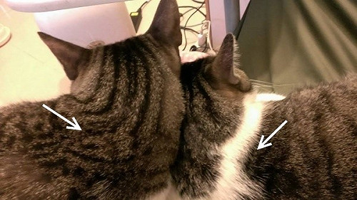 分辨喵星人是否脫水！一圖秒懂