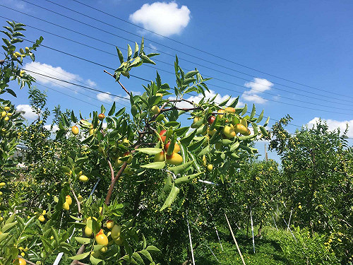 紅棗=中藥？巷子內才知道的吃法