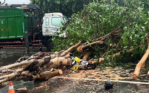 凱米颱風高雄首傳災情 老婦騎車遭路樹壓傷送醫宣告不治