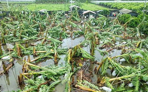 農業部修訂「天然災害救助辦法」 擴大救助範圍應對極端氣候