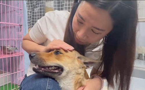 狗遭棒毆又勒頸 藍議員怒批動保處冷血處理、草草了事 