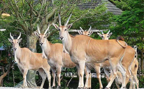 麟洋配奪金！北市動物園推合照羚羊送禮、運動中心健身房免費一週