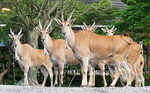麟洋配奧運奪金！北立動物園「跟羚羊拍照」可領限量禮物
