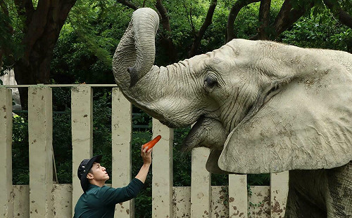 父親節致敬保育員！壽山動物園表彰超級奶爸愛心 