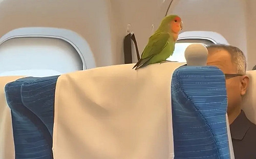 (影)小鸚鵡逃票搭新幹線！從京都流浪到東京