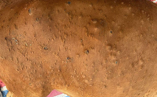 補強疫苗奏效！金門牛結節疹疫情控制有成  農業部：無擴散跡象！