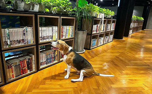 中部首間寵物友善圖書館 拾本書堂創意攝影徵件倒數
