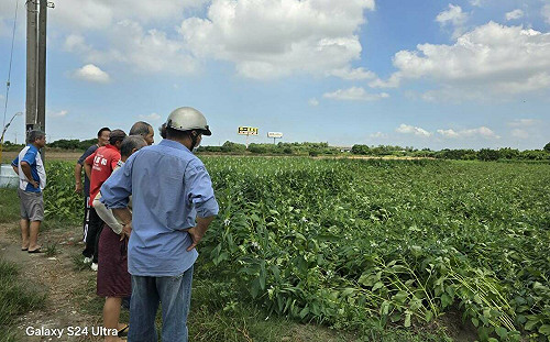 接連豪雨沖毀西港胡麻田  陳亭妃爭取胡麻天然災害救助