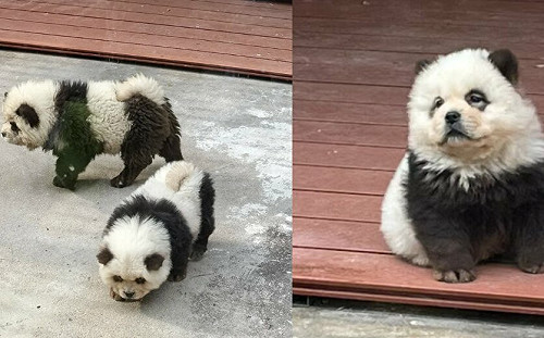（影）中國動物園新品種「貓熊狗」!  作假被抓到 園方坦承染色「鬆獅犬」