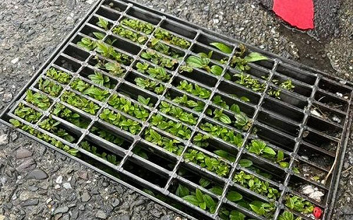 基隆水溝長草多處淹水　民眾怨：謝國樑上任後就沒清過