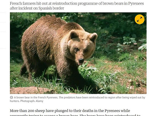 200羊被熊追跳崖 法官員：主人將獲補償