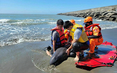 4隻小虎鯨擱淺台南青山漁港  經評估：1隻接受治療 3隻野放