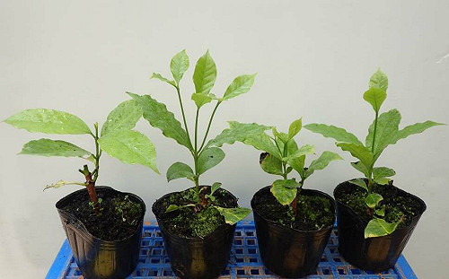 提升國產咖啡競爭力！ 咖啡苗木繁殖新技術大公開 茶改場：可授權開放使用
