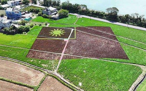 全國最大彩繪稻田在桃園 千坪巨幅國旗從田裡「長出來」