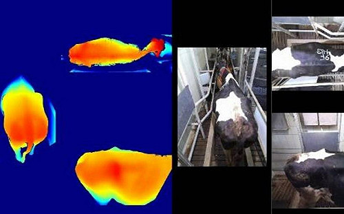 智慧農業新突破！乳牛3D體態量測系統上線