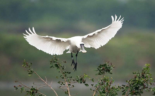 茄萣濕地美翻了！首批黑面琵鷺報到 秋冬候鳥季正式啟動