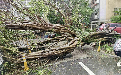 12級陣風狂吹！北市2千棵路樹倒伏慘況曝