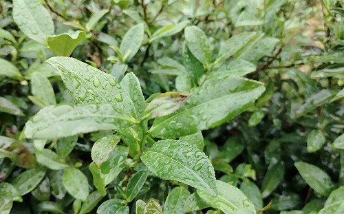 康芮強風摧殘  侯友宜勘查坪林農損爭取中央公告救助