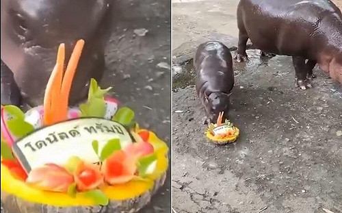 全球爆紅泰國「彈跳豬」預測美國總統大選！毫不猶豫吃下這個名字