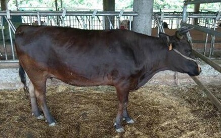 產官學合作有成！畜試所成功復育「源興牛」與「平埔黑豬」