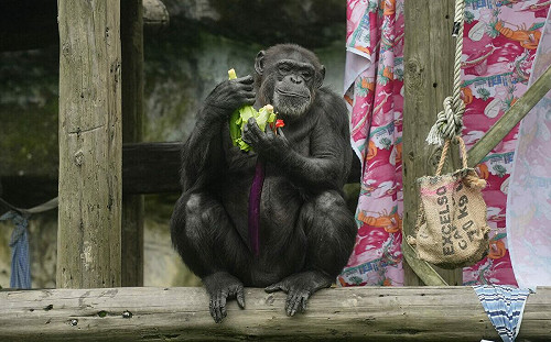 減少食材浪費！台北市立動物園攜手供應商「為動物蔬食補」