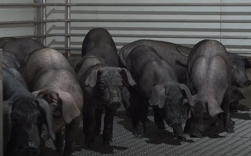 黑豬肉風味恐變？廚餘禁令倒數　農業部推「特製菜單」保住黑豬口感