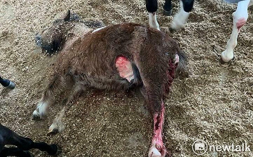 馬場慘遭浪浪攻擊3死3傷  愛心媽還嗆人  台南藍軍請市府祭鐵腕