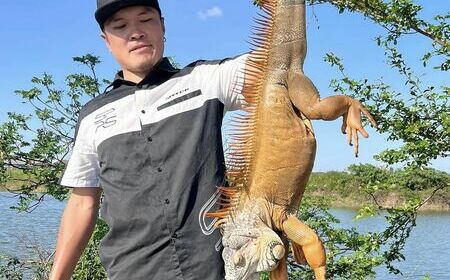 農業部祭「高額獎金」移除綠鬣蜥！生物防治專家：恐變相鼓勵繁殖