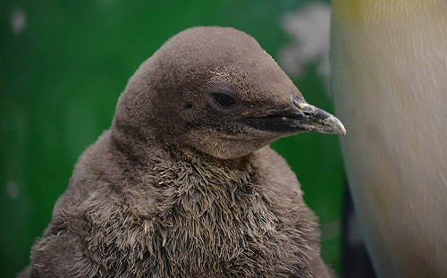 企鵝寶寶首次亮相超吸睛！北市動物園「有獎徵名」活動開跑