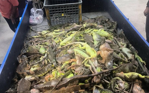 苗栗現蹤！綠鬣蜥恐攻陷全台  農業部：地方政府需成立專案小組