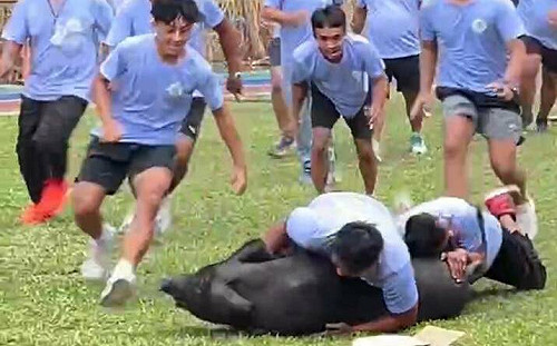 多納黑米祭遭疑虐待動物   高市農業局：尊重原民傳統狩獵文化