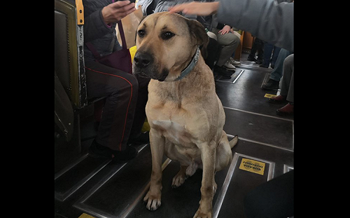 (影) 地鐵轉公車再坐渡輪 土耳其通勤犬「博吉」暴紅 每日長途跋涉原因讓人掉眼淚......