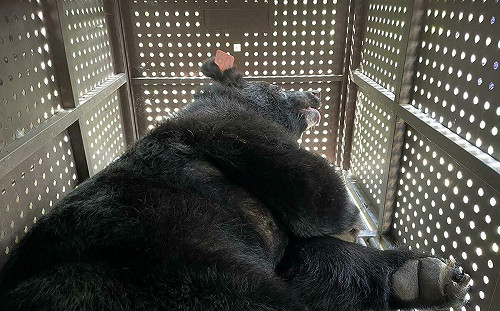 創下國內首例！花蓮雙黑熊同日野放