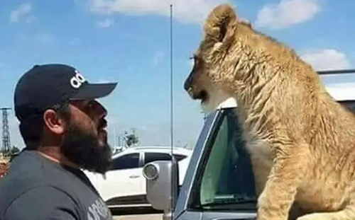 (影) 他用人肉餵獅子! 敘「老虎師」指揮官傳被抓 遭暴打後當場處決