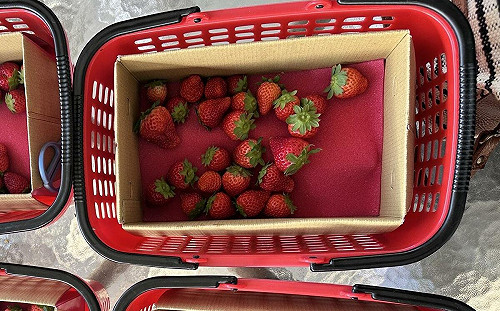 啟動交通疏導措施！苗栗草莓溫泉季預估湧入12萬人